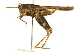 Image of Hooded Grouse Locust