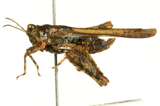 Image of Hooded Grouse Locust