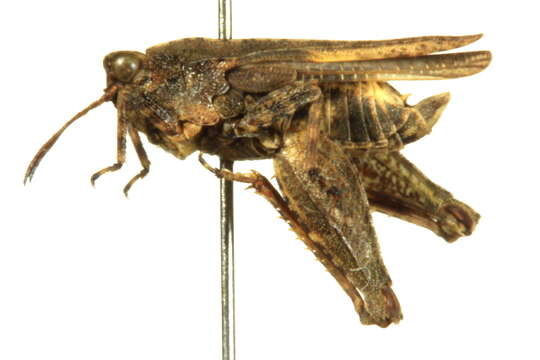 Image of Obscure Pygmy Grasshopper