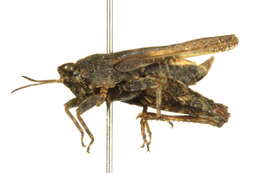 Image of Ornate Pygmy Grasshopper