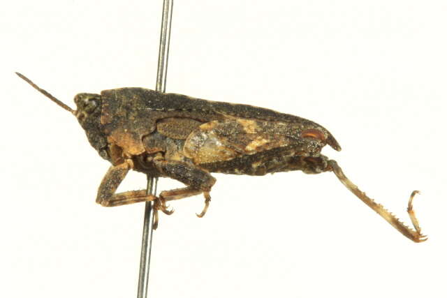 Image of Ornate Pygmy Grasshopper