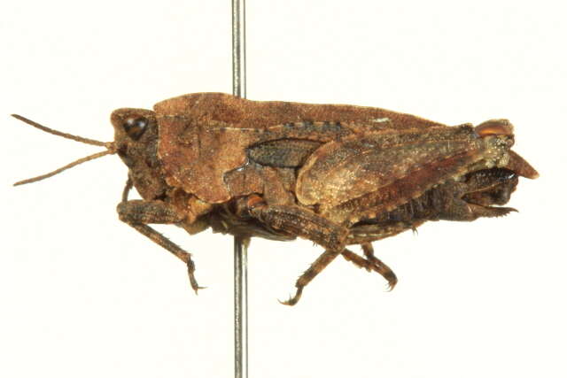 Image of Ornate Pygmy Grasshopper