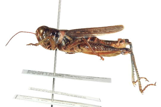 Слика од Melanoplus alpinus Scudder & S. H. 1897