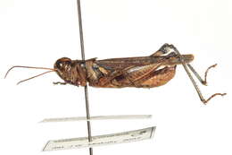 Melanoplus cinereus Scudder & S. H. 1878的圖片