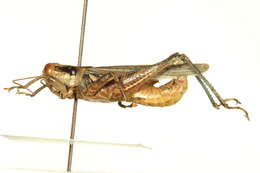 Melanoplus cinereus Scudder & S. H. 1878的圖片