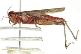 Melanoplus cinereus Scudder & S. H. 1878的圖片