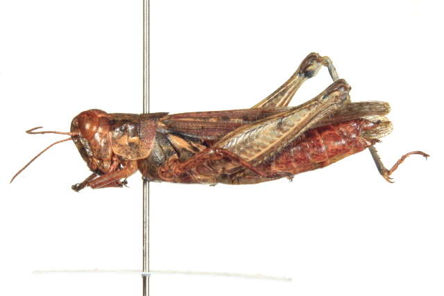 Melanoplus cinereus Scudder & S. H. 1878的圖片