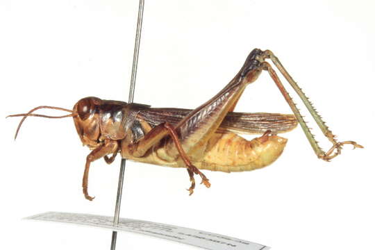 Melanoplus confusus Scudder & S. H. 1897的圖片