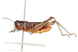 Melanoplus confusus Scudder & S. H. 1897的圖片