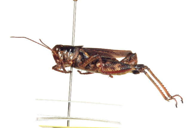 Melanoplus fasciatus (Walker & F. 1870)的圖片