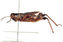 Melanoplus fasciatus (Walker & F. 1870)的圖片