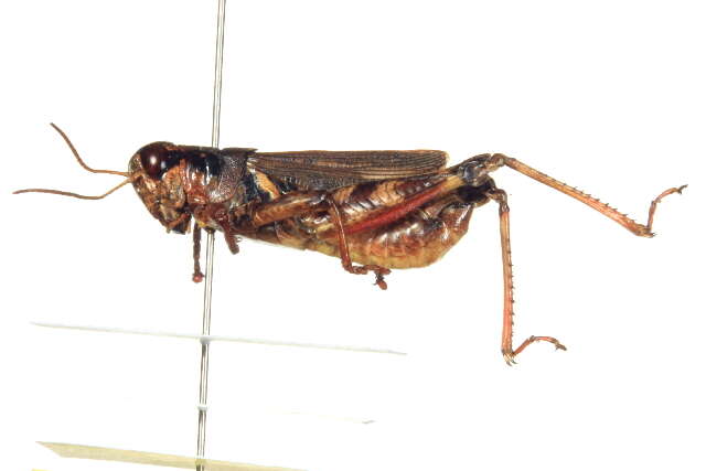 Melanoplus fasciatus (Walker & F. 1870)的圖片