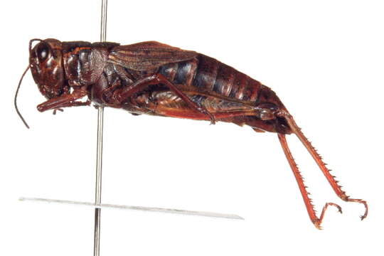 Image of <i>Melanoplus frigidus</i>