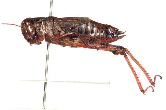 Слика од <i>Melanoplus frigidus</i>