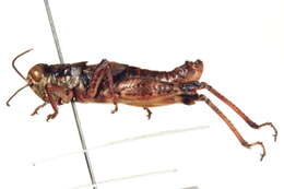 Melanoplus montanus (Thomas & C. 1873)的圖片