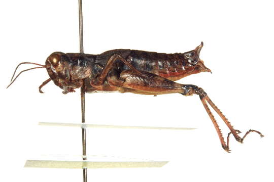 Image of Melanoplus montanus (Thomas & C. 1873)