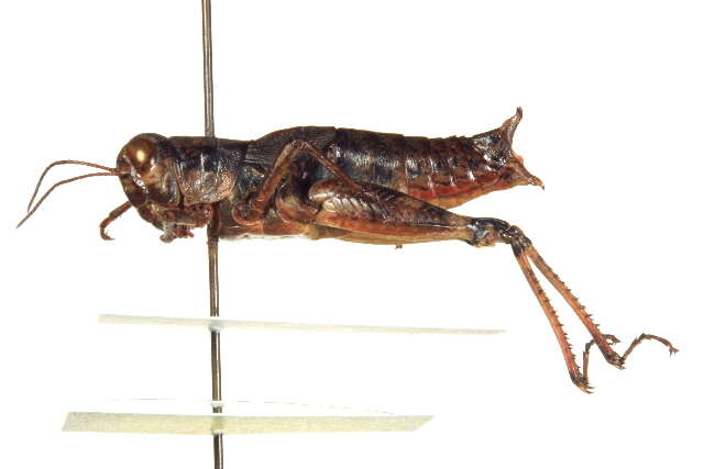 Melanoplus montanus (Thomas & C. 1873)的圖片