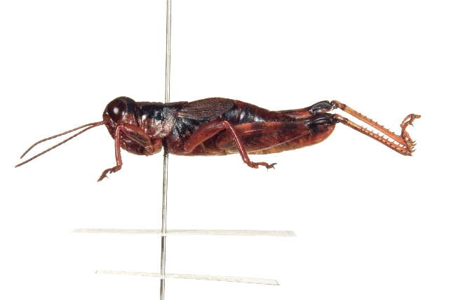 Слика од Melanoplus montanus (Thomas & C. 1873)