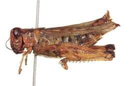 Melanoplus rugglesi Gurney 1949 resmi