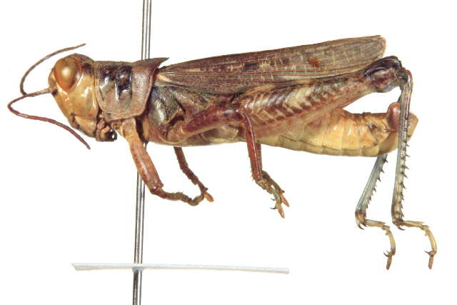 Melanoplus rugglesi Gurney 1949 resmi