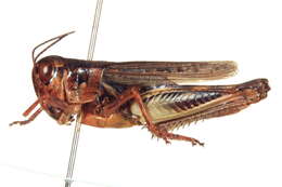 Melanoplus rugglesi Gurney 1949 resmi