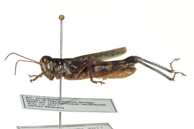 Melanoplus rugglesi Gurney 1949 resmi