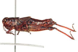 Image of Melanoplus washingtonius (Bruner & L. 1885)