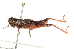 Image of Melanoplus washingtonius (Bruner & L. 1885)