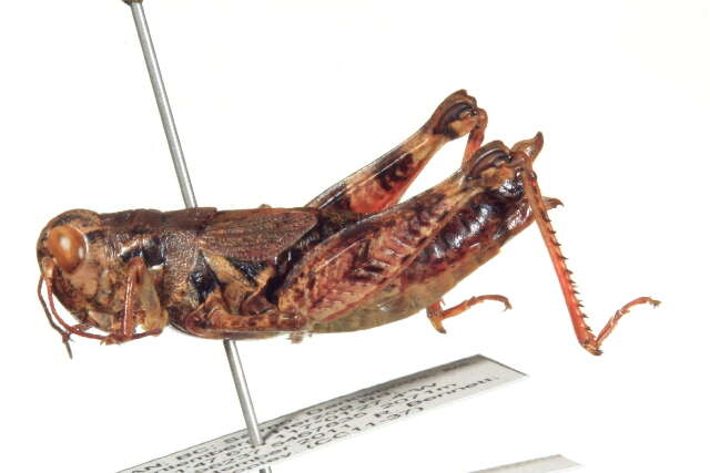 Image of Melanoplus washingtonius (Bruner & L. 1885)