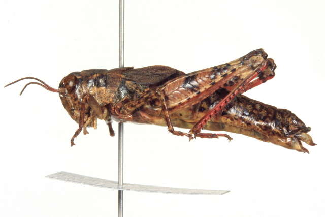 Image of Melanoplus washingtonius (Bruner & L. 1885)