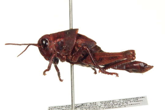 Слика од <i>Melanoplus frigidus</i>