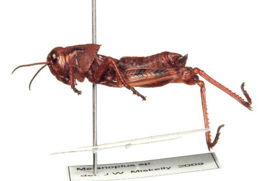 Image of <i>Melanoplus frigidus</i>