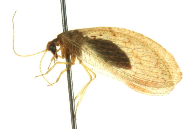 Image of Brown lacewing