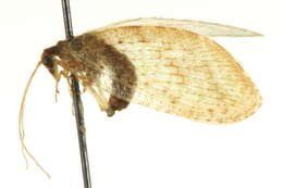 Image of Brown lacewing