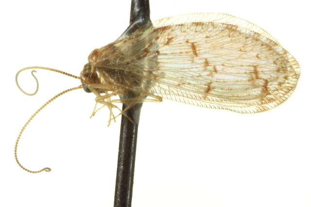 Image of Barber's brown lacewing