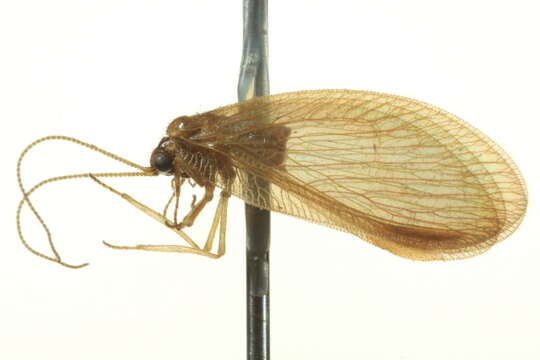 Image of Wesmaelius brunneus (Banks 1920)