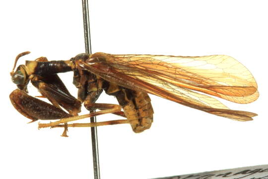 Image of Wasp Mantidfly