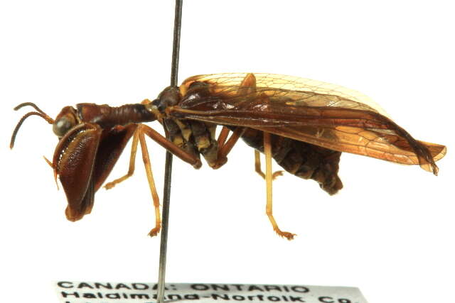 Image of Wasp Mantidfly