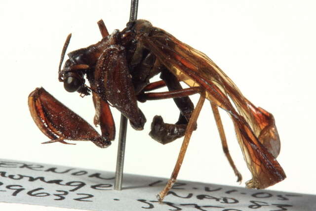 Image of Wasp Mantidfly