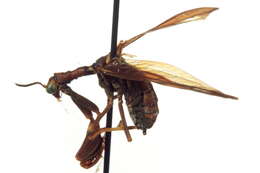 Image of Wasp Mantidfly