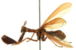 Image of Wasp Mantidfly