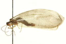 Image of lance lacewing