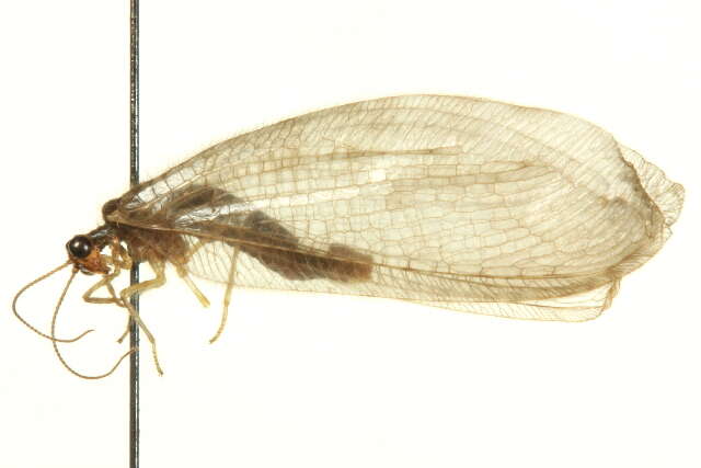 Image of lance lacewing