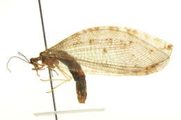 Image of lance lacewing