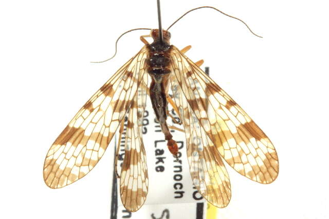 Image of Panorpa claripennis Hine 1901