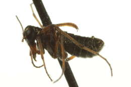 Image of Boreus californicus Packard 1870