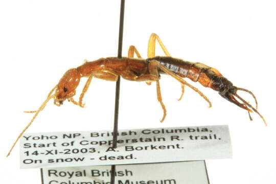 Image of Grylloblatta