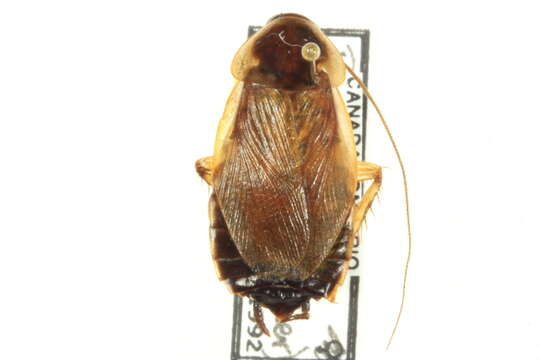 Image of Pennsylvania Wood Cockroach