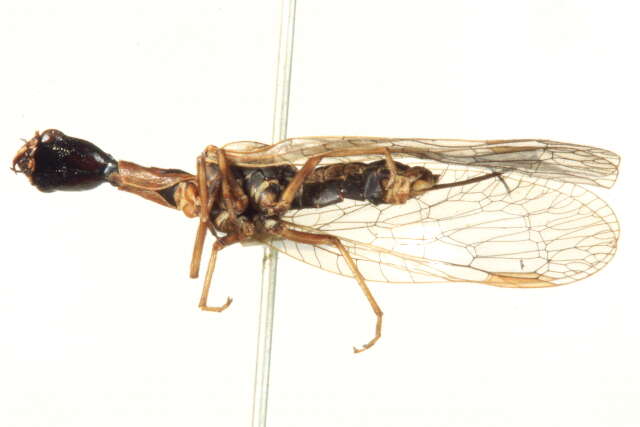 Image of raphidiid snakeflies