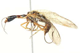 Image of raphidiid snakeflies